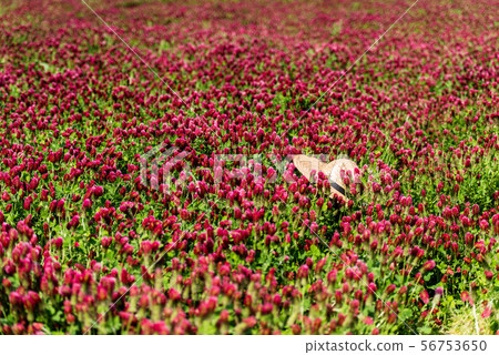 Hebeigata Crimson Clover 56753650