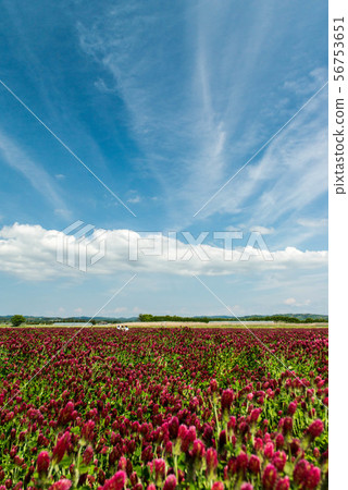 Hebeigata Crimson Clover Hebeigata Crimson Clover 56753651