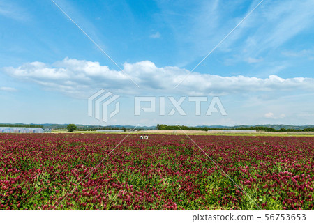 Hebeigata Crimson Clover 56753653