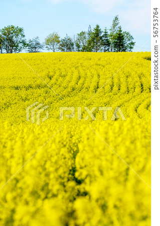 Rape field Rape field 56753764