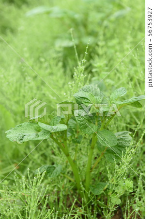 Agriculture Agriculture 56753927