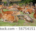 Nara Park 56754151
