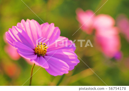 Autumn (Cosmos) Autumn (Cosmos) 56754178