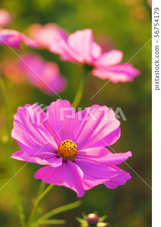 Autumn (Cosmos) Autumn (Cosmos) 56754179