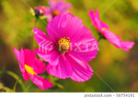 Autumn (Cosmos) 56754191