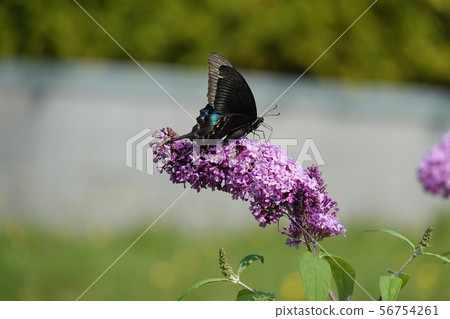 Buddrea and Miyama Raven Swallowtail Buddrea and Miyama Raven Swallowtail 56754261