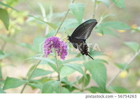 Buddrea和Miyama Raven Swallowtail 56754263