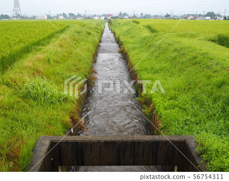 Rice ears with a drooping head 56754311