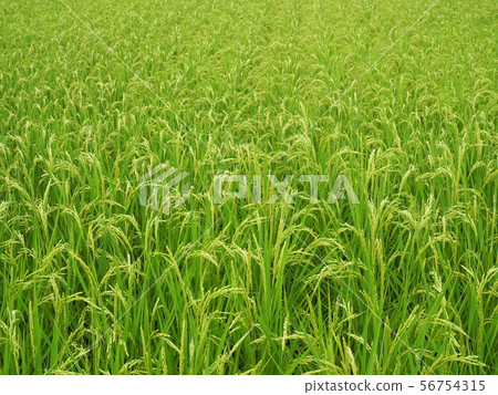 水稻耳朵下垂的頭 56754315