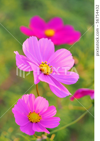 Autumn (Cosmos) 56754432