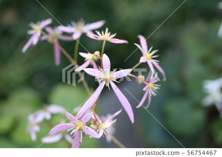 Daimonjisou (capital grass) 56754467