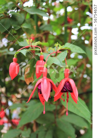 Fuchsia Fuchsia 56754657