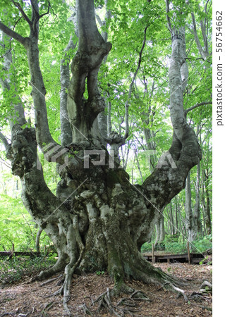 Agariko Daio in Akita 56754662