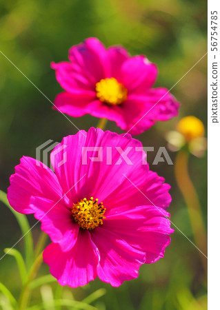 Autumn (Cosmos) 56754785
