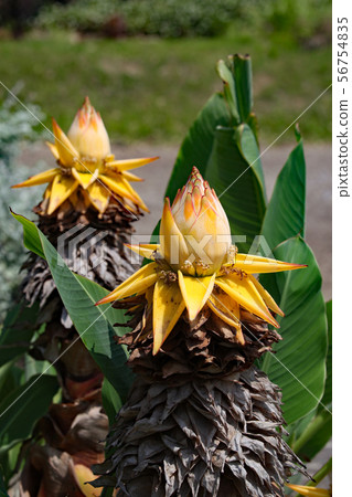 Chukin ran Chukin ran 56754835