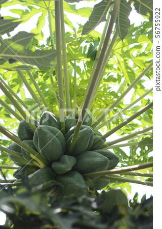 Papaya fruit of southern Okinawa is growing Papaya fruit of southern Okinawa is growing 56755922