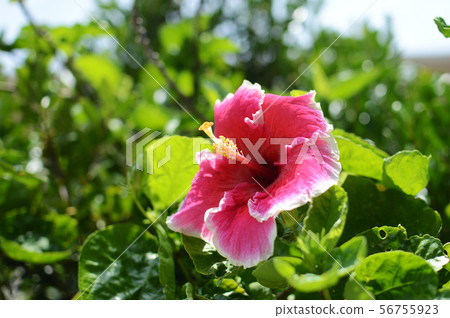Gradient color hibiscus 56755923