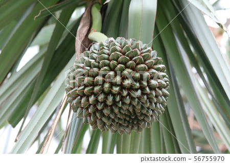 章魚樹果實 56755970