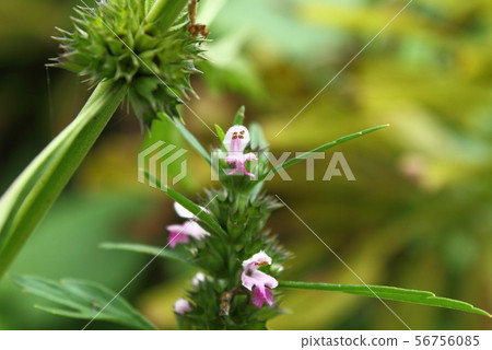 Mehajiki Mehajiki 56756085
