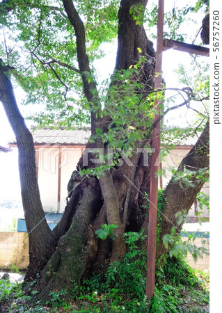 Cherry tree 56757260