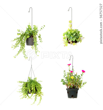 hanging basket plant isolated on white background 56757327