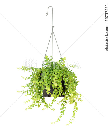 hanging basket plant isolated on white background hanging basket plant isolated on white background 56757381