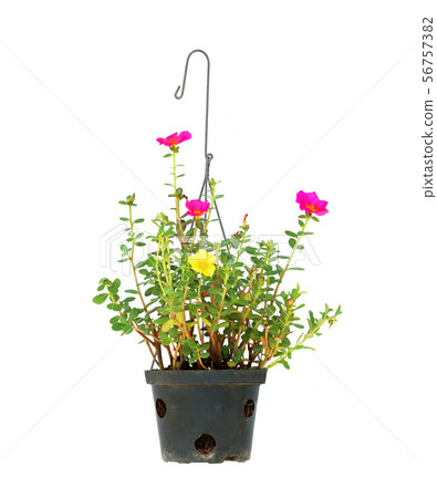 hanging flower pot on white background 56757382