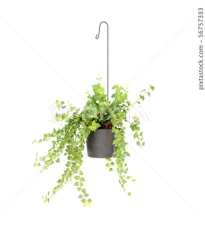 hanging basket plant isolated on white background hanging basket plant isolated on white background 56757383