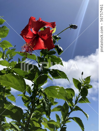 Midsummer hibiscus 56757461