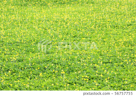 green leaf of Arachis pintoi (Pinto peanut) 56757755