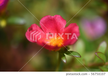 Hanasberiyu and Ant 56758107