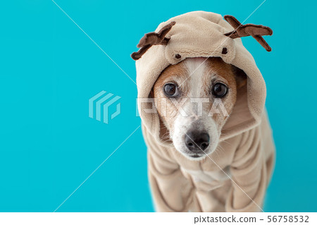 Dog wearing christmas deer costume 56758532