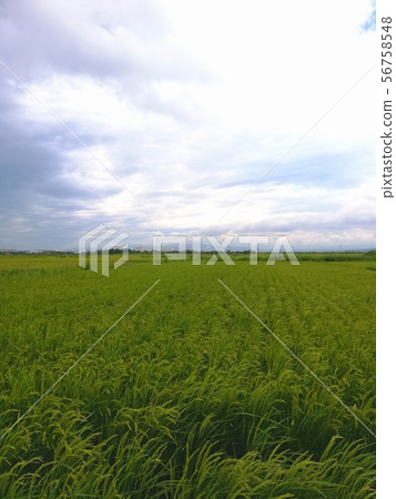八月稻田(陰雨天空) 八月稻田(陰雨天空) 56758548
