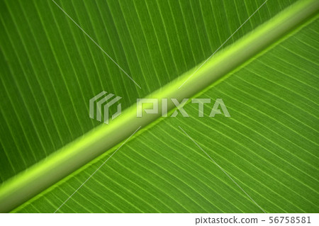 Texture background of Green banana leaf details. Texture background of Green banana leaf details. 56758581