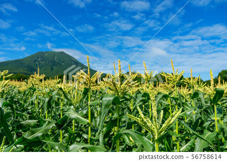 [Aomori Prefecture Hirosaki-shi Iwaki Sansho] A flower of the corn is in full bloom 56758614
