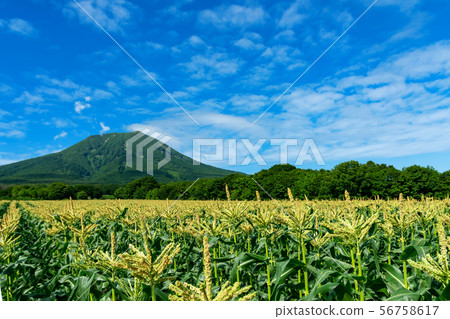 [Aomori Prefecture Hirosaki-shi Iwaki Sansho] A flower of the corn is in full bloom 56758617