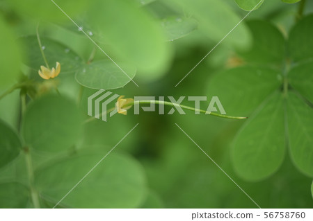 惠比壽未成熟的漿果 56758760