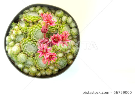 Rose stone garden. Great depth of field. Copyspace Rose stone garden. Great depth of field. Copyspace 56759000