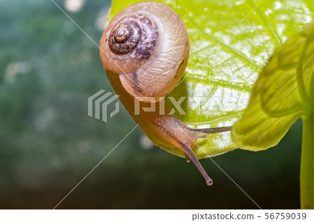 Snail on a green leaf Snail on a green leaf 56759039