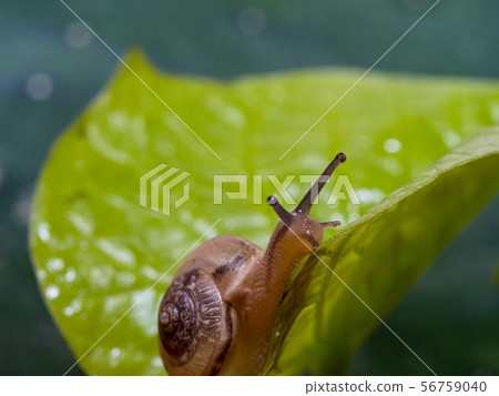 Snail on a green leaf Snail on a green leaf 56759040