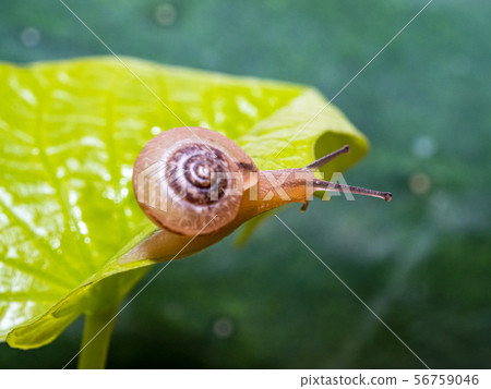 Snail on a green leaf 56759046