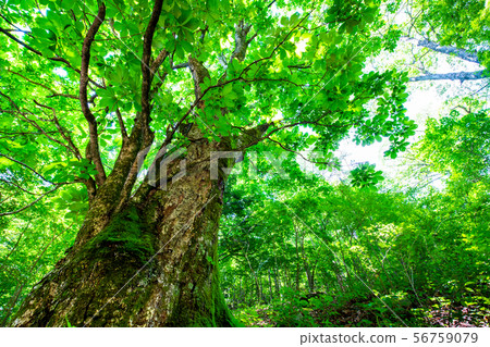 Tokyo Sugawara Tominoki Forest 56759079