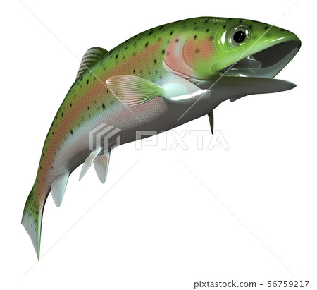 虹鱒魚 56759217