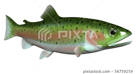 虹鱒魚 56759259