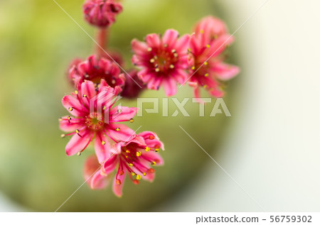 Flowerpot Sempervivum. Flower Sempervivum. Flowerpot Sempervivum. Flower Sempervivum. 56759302