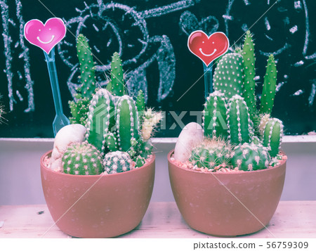 Cactus Small cute in a pot in the garden 56759309