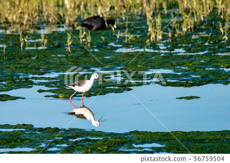 Little Bird in the Lagoon Fuente de Piedra, Andalusia, Spain 56759504