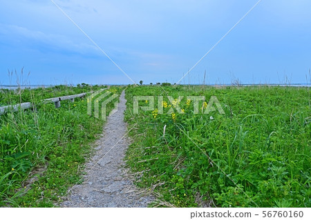 Todowara Scenery from the Notsuke Peninsula Promenade @ Nemuro, Hokkaido 56760160