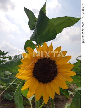 Sunflower field 56760314