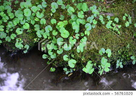 奈良溪離開 56761020